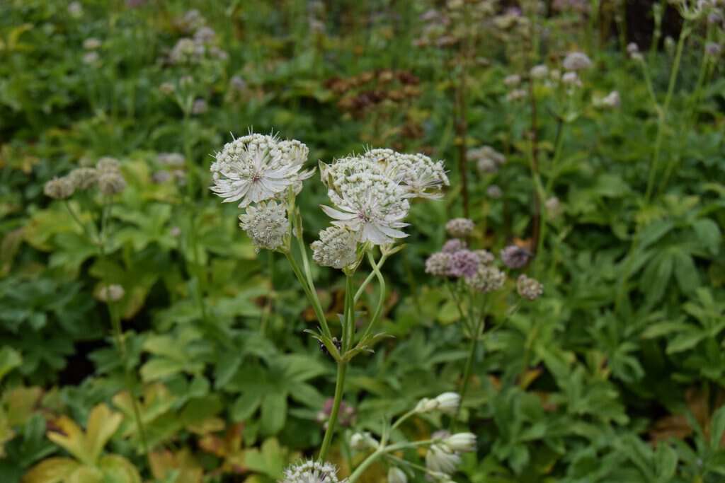 Astrantia major ssp. involucrata 'Shaggy' ---